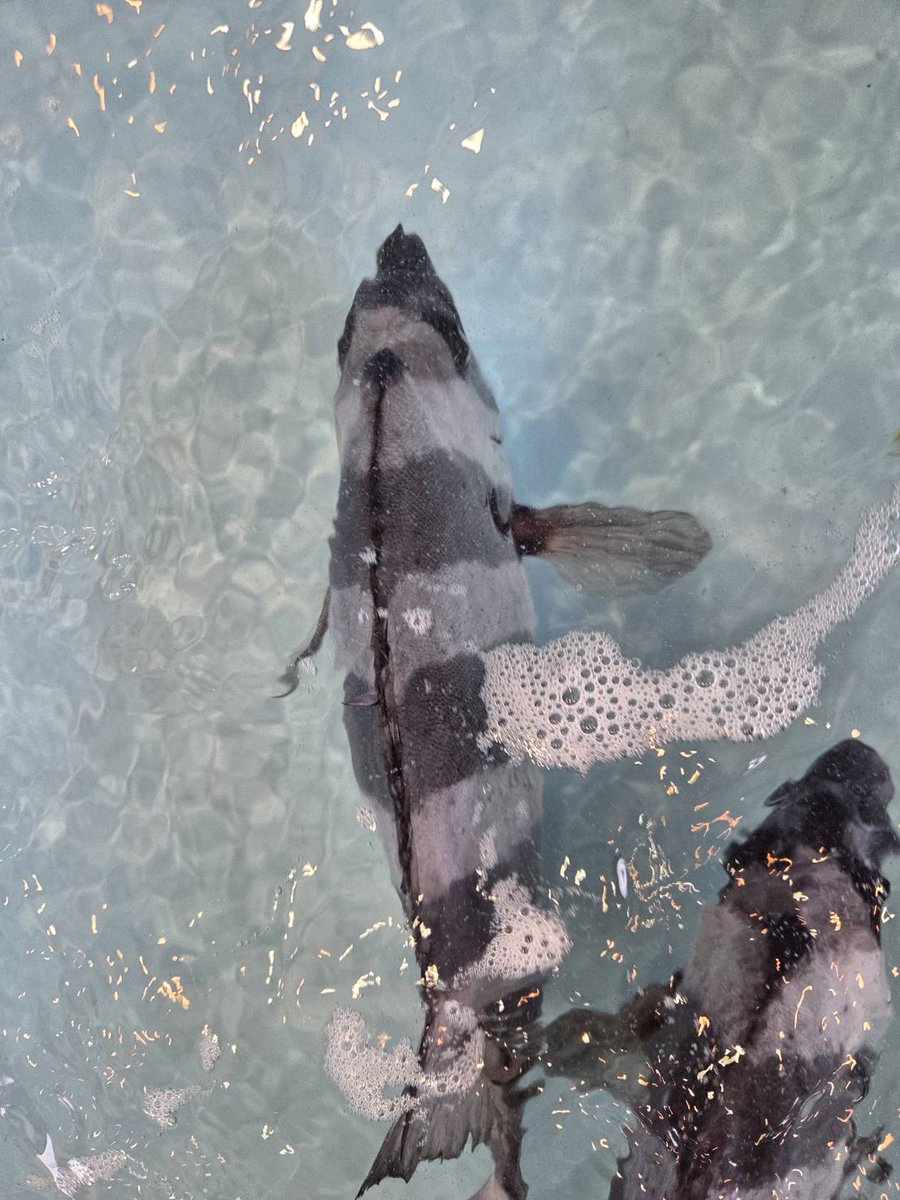 へんな魚おじさん tweet media