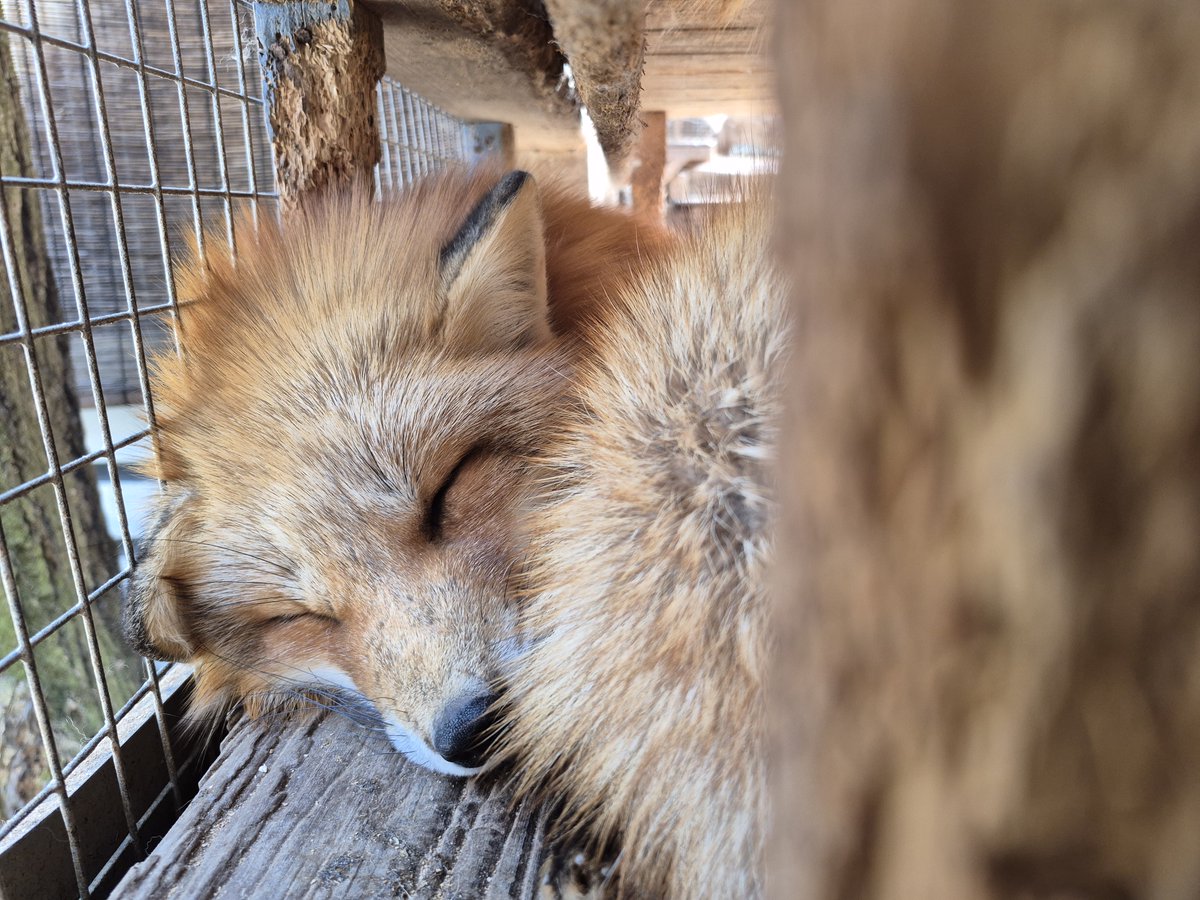 宮城蔵王キツネ村(公式)🦊 tweet media