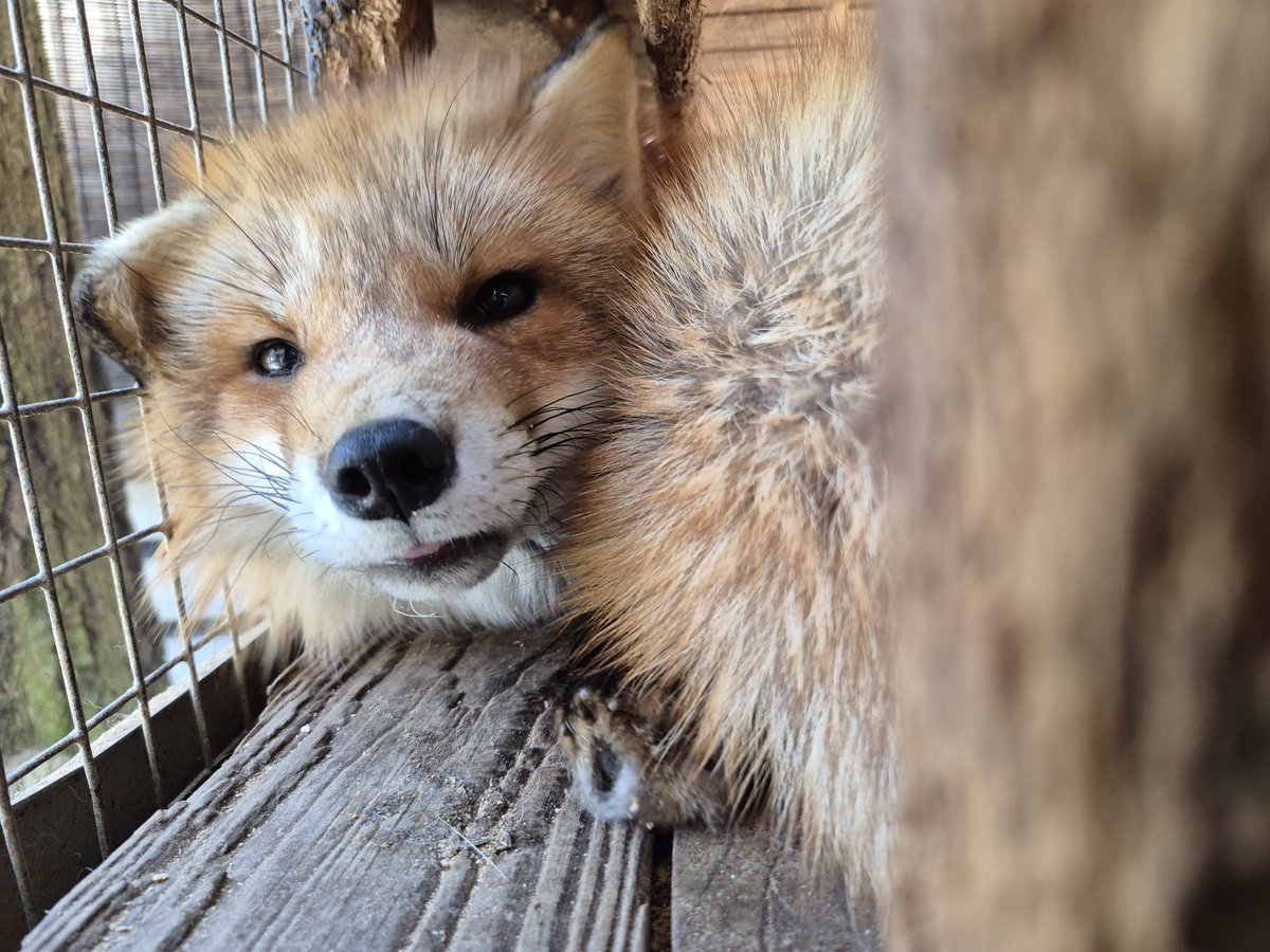 宮城蔵王キツネ村(公式)🦊 tweet media