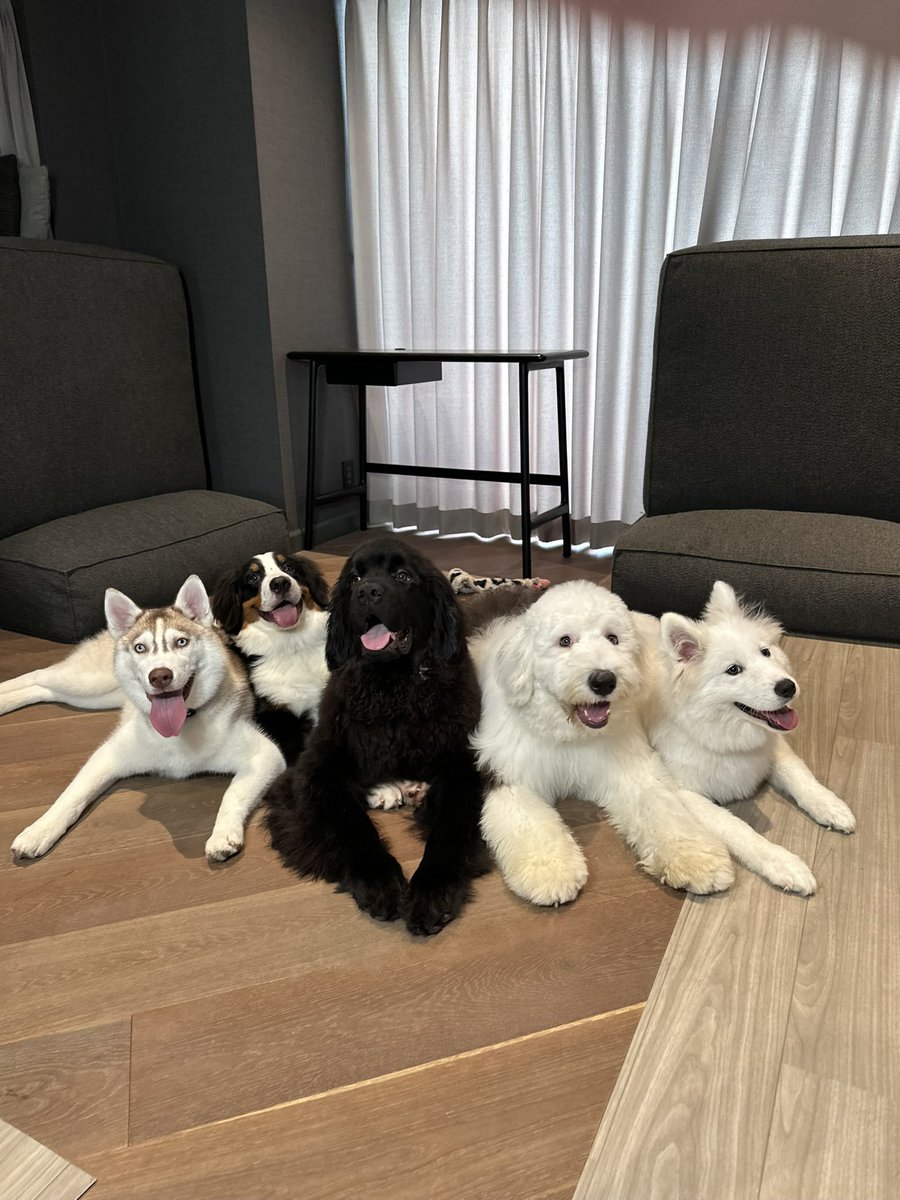 犬席屋 tweet media