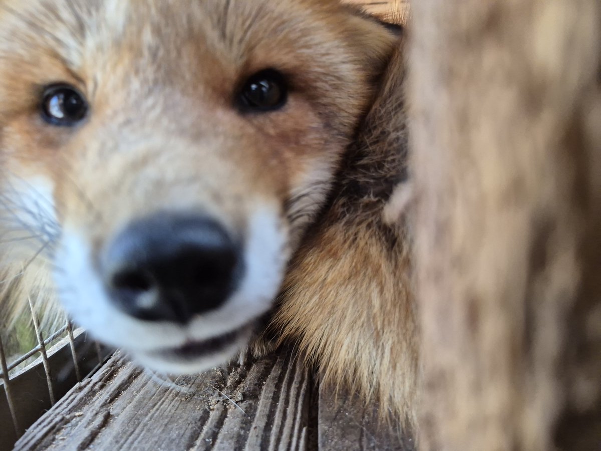 宮城蔵王キツネ村(公式)🦊 tweet media