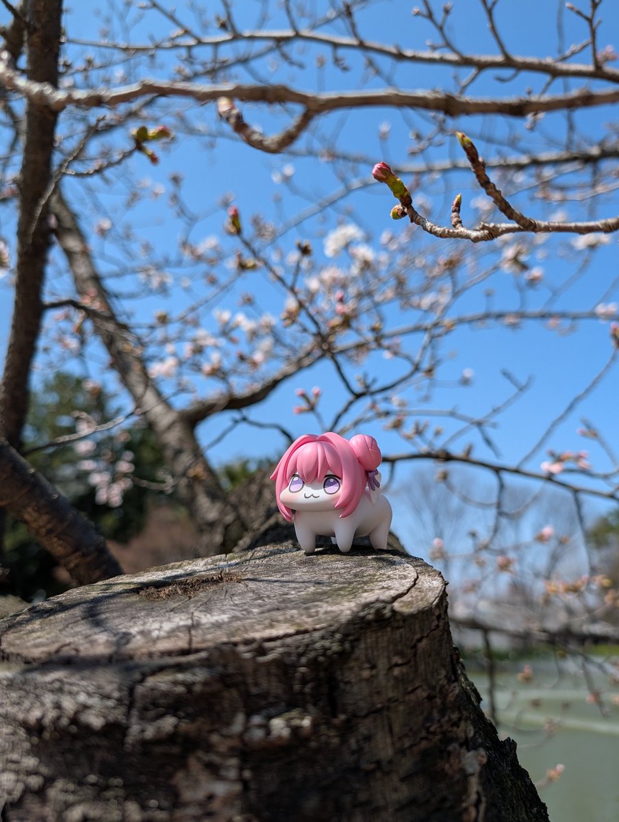 カツラ tweet media