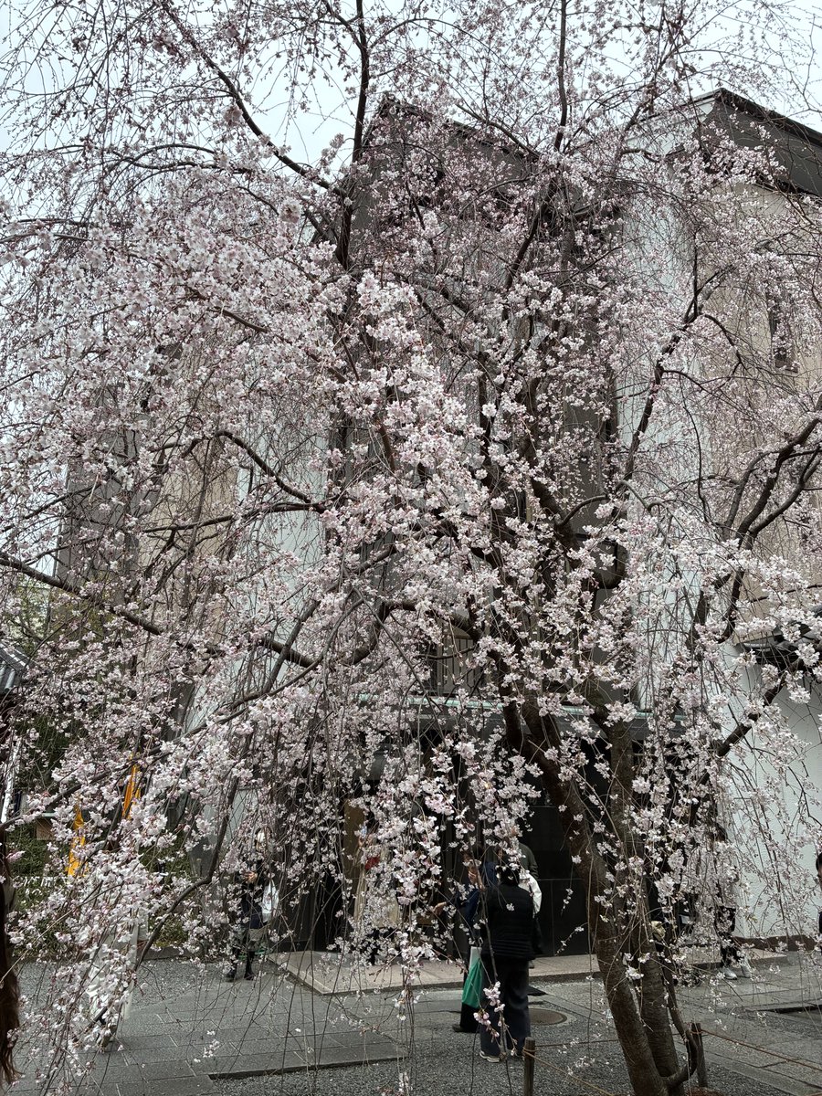 SHOPpeaberry tweet media