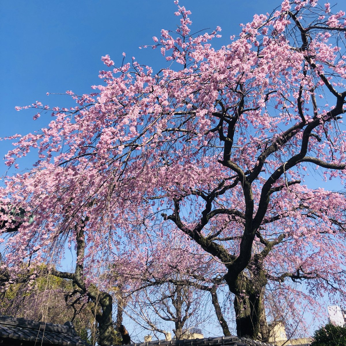 SHOPpeaberry tweet media