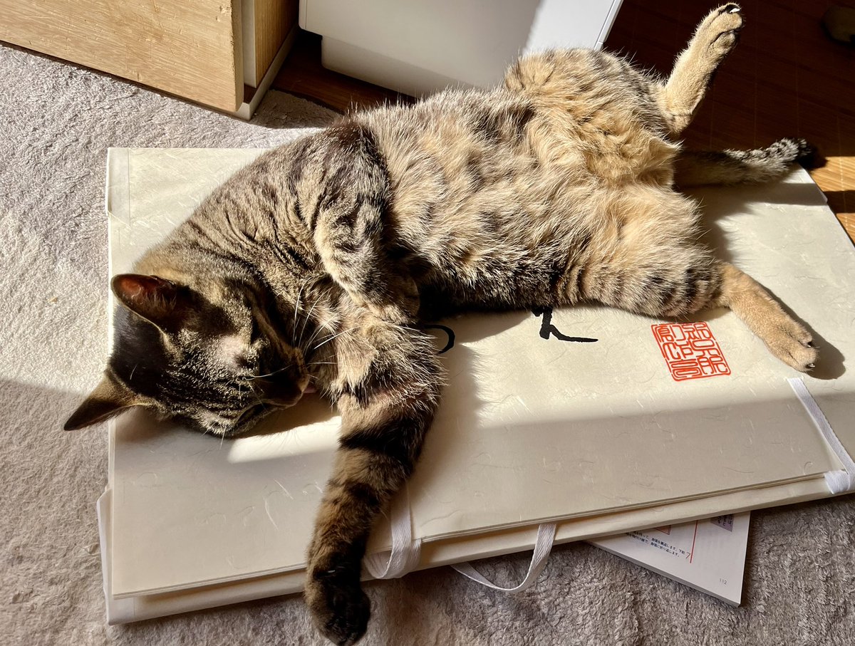 なんとなくスッキリしないお天気なので、再掲ですがへそ天4連発をお届けします😆☀️
元気出してこー！
#キジトラかわいいね
#保護猫