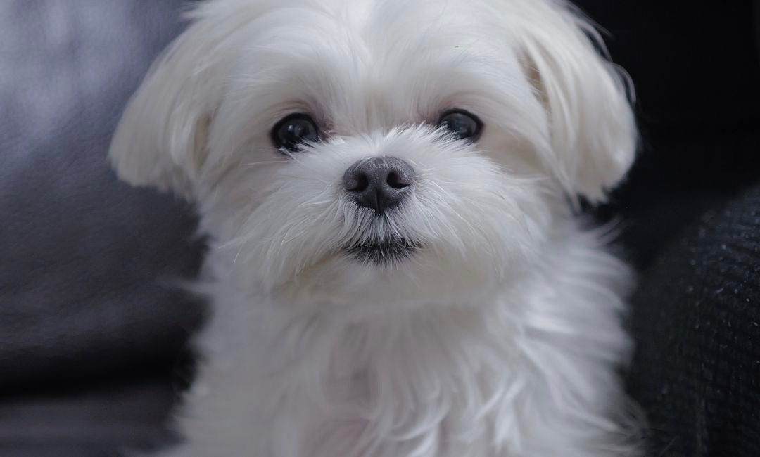 𝟅𝟈 tweet media