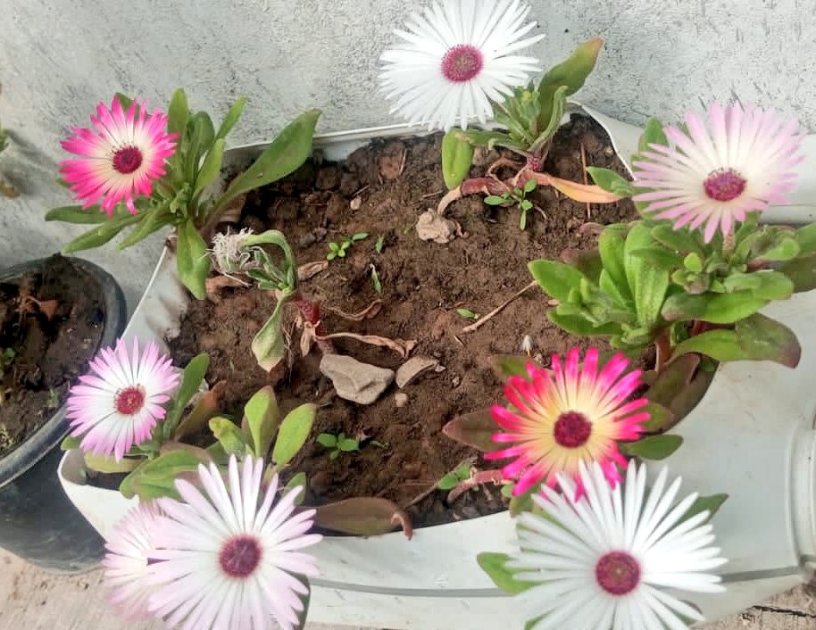 Dr. Sana Umair (ڈاکٹر ثناء عمیر) tweet media