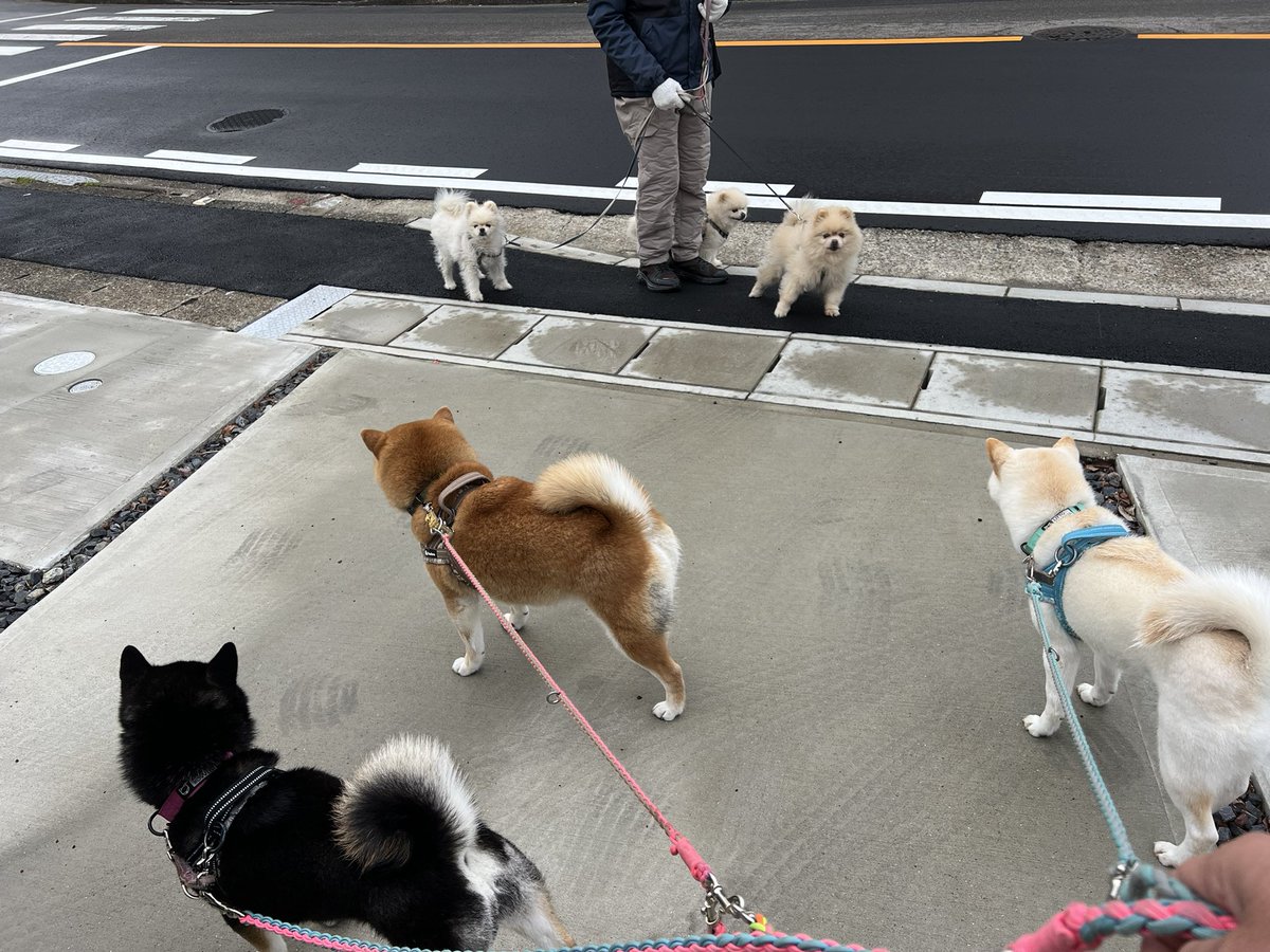 黒猫Mとみかんあんこゆきみ tweet media