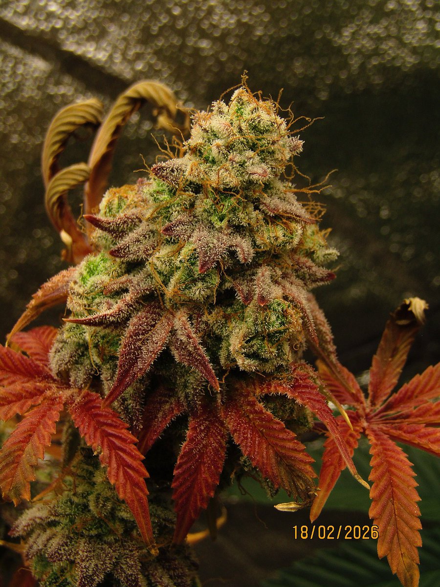 Elveedro🎖🔊🌴 tweet media