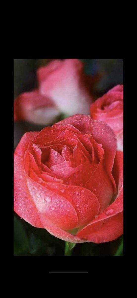 الصقر tweet media