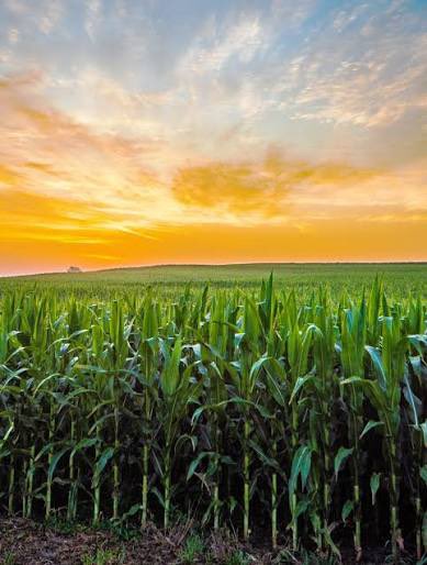 Calebescence tweet media