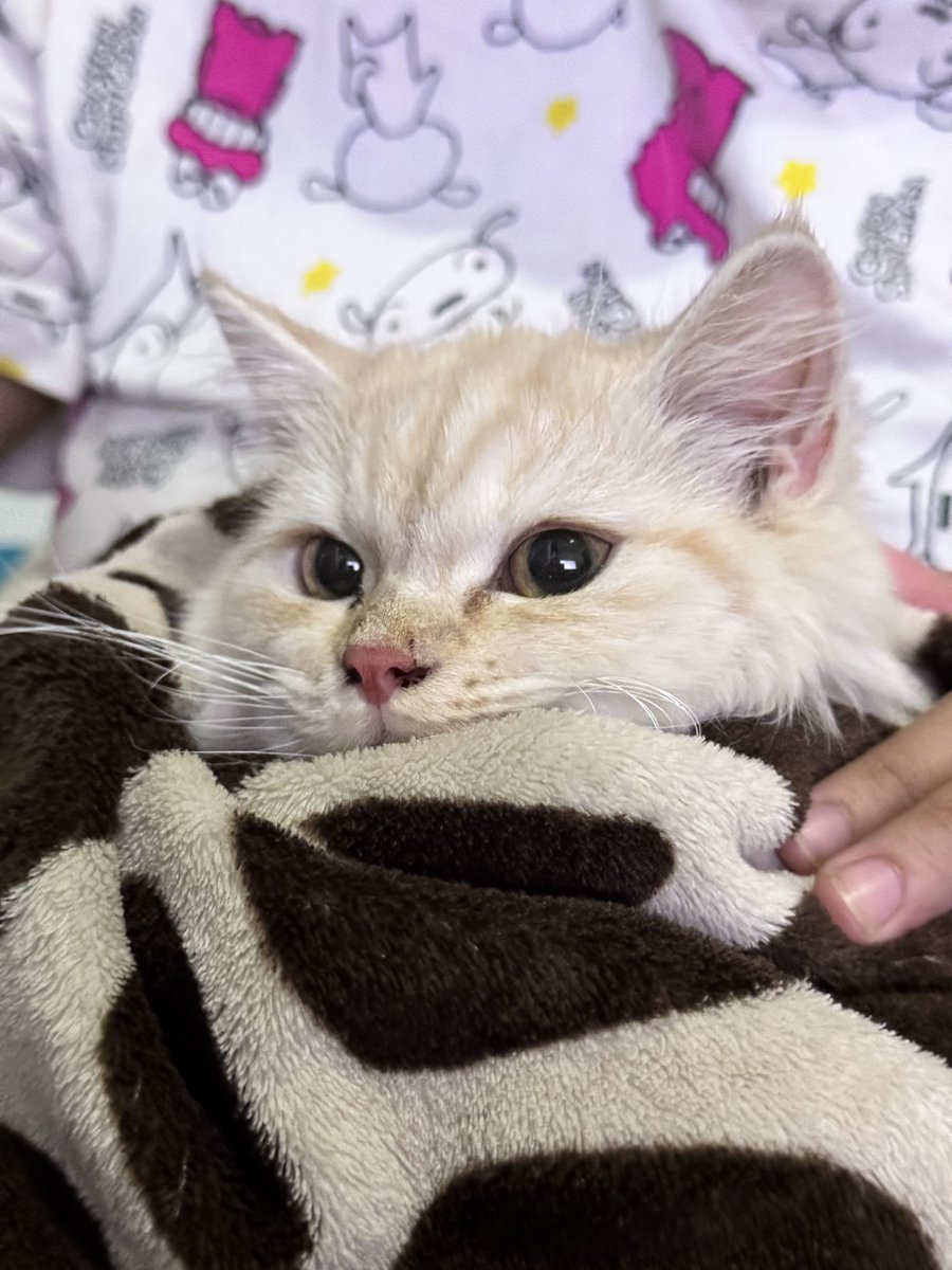 waffles 🧇 tweet media