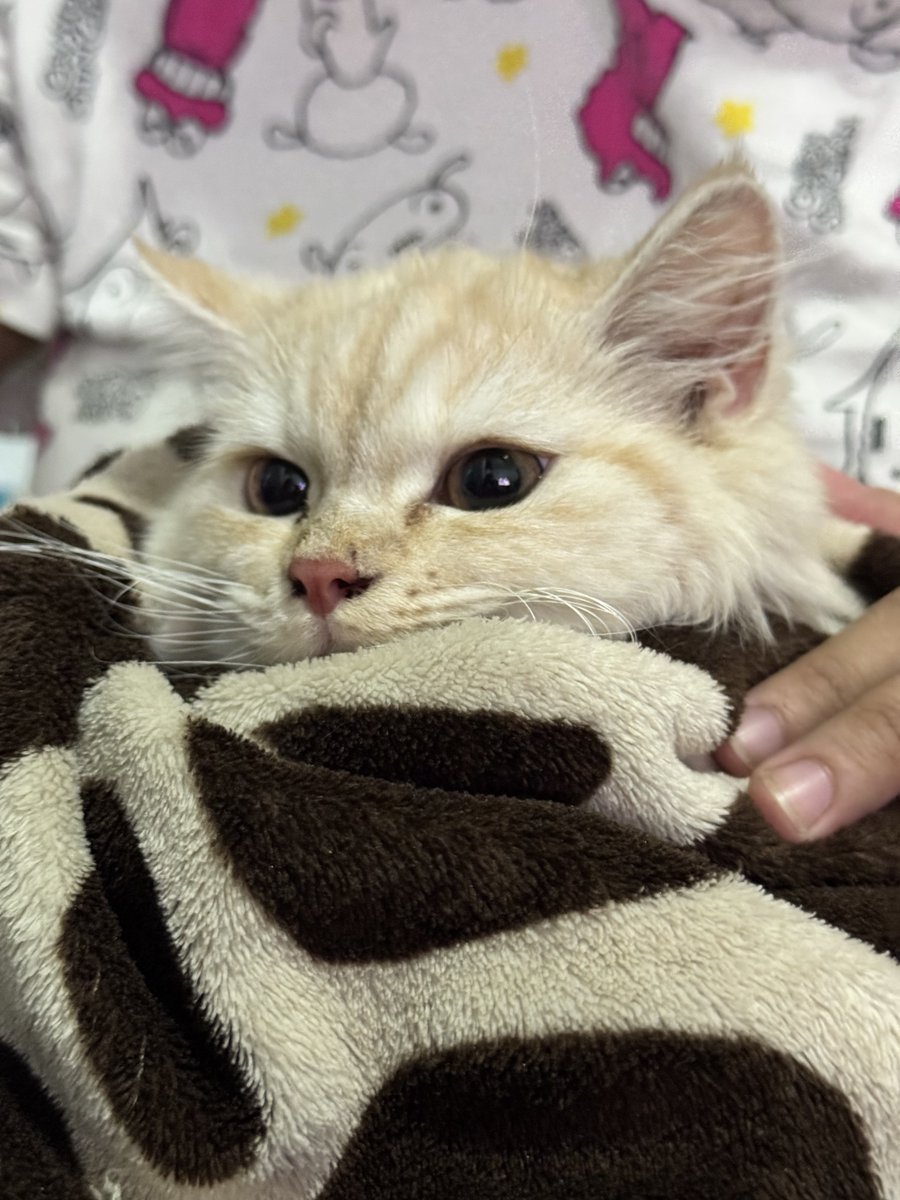 waffles 🧇 tweet media