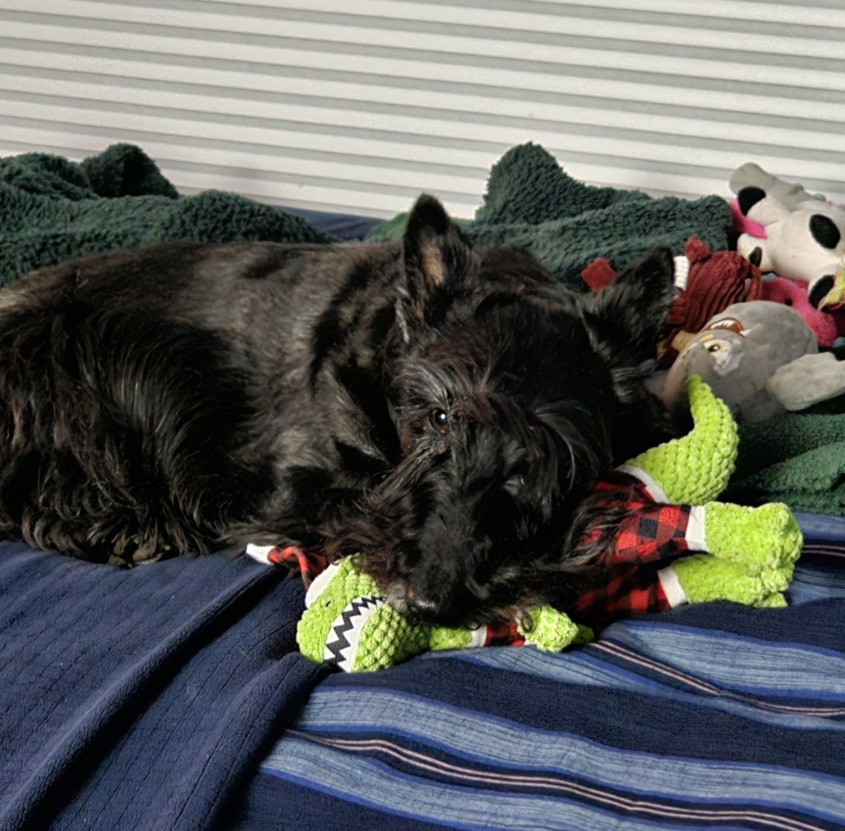 Devon’s mom #🟧💙🥥🌴🗽🇺🇸🦅 tweet media