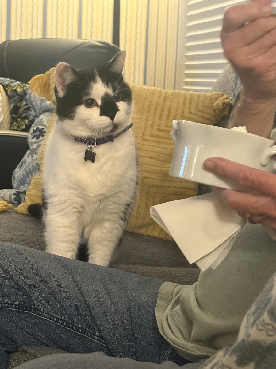 emily bengaltiger 🐱❤️🔥 tweet media