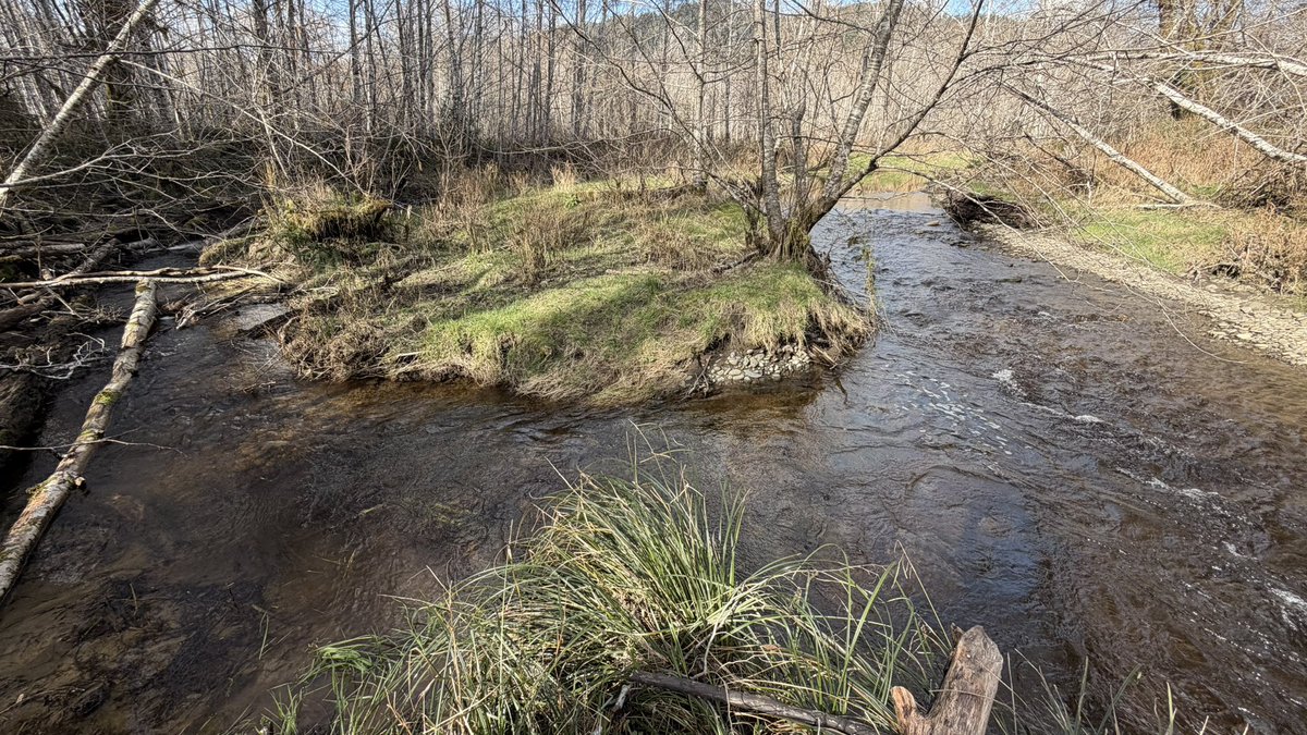 Faux Pas 🦊🐾 tweet media