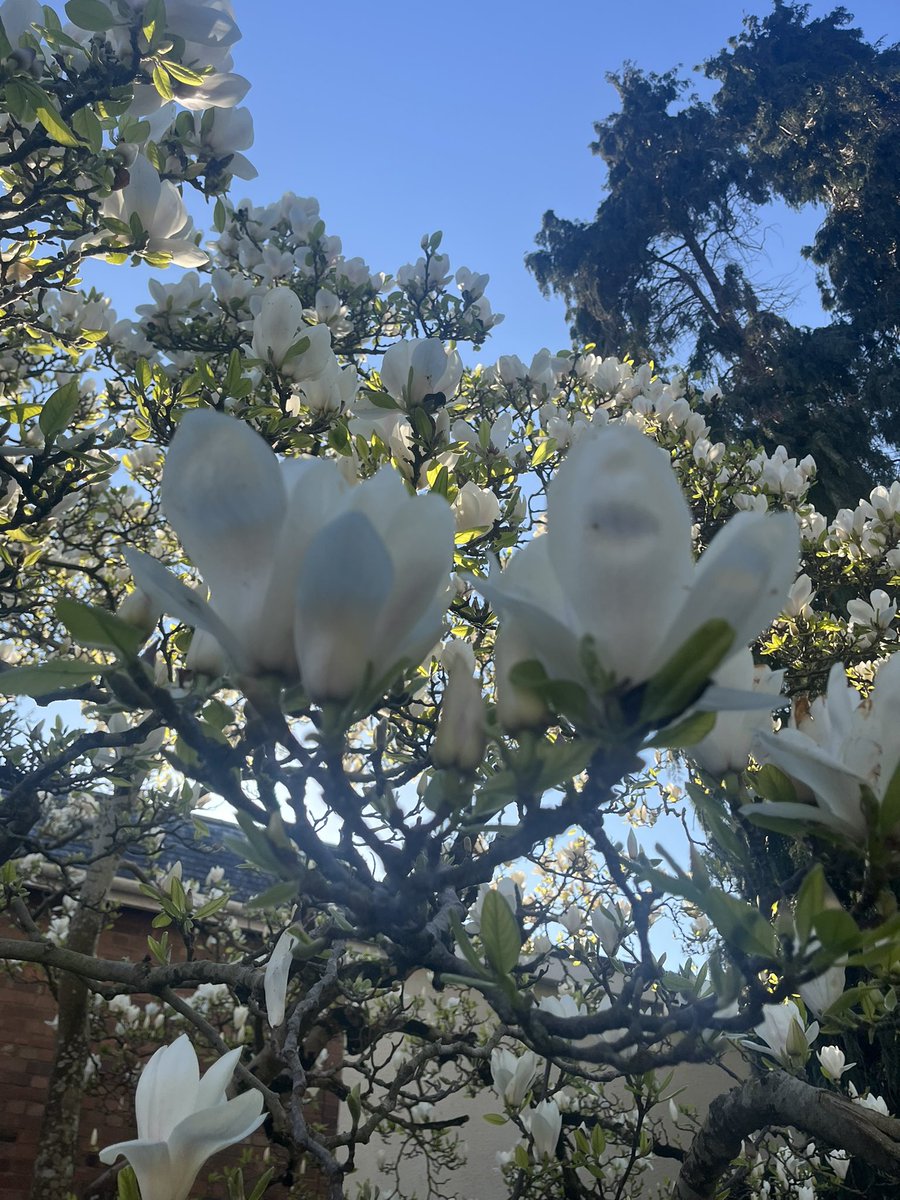 Fiona Milton (Nicholson) tweet media