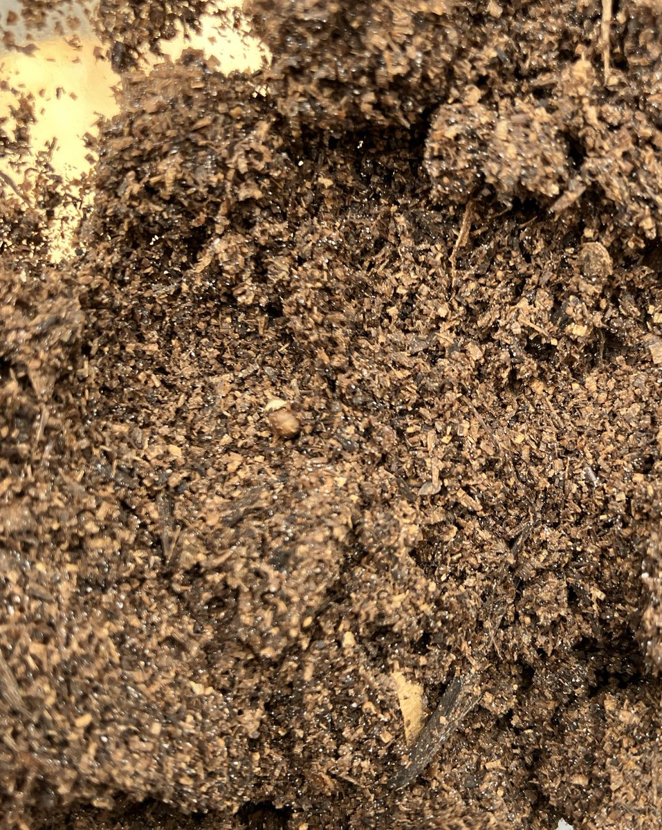 ぞうた tweet media