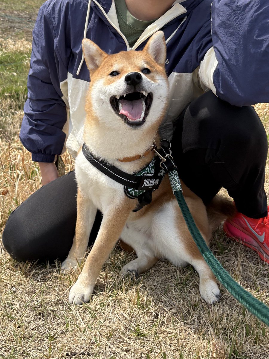 びわのすけ tweet media