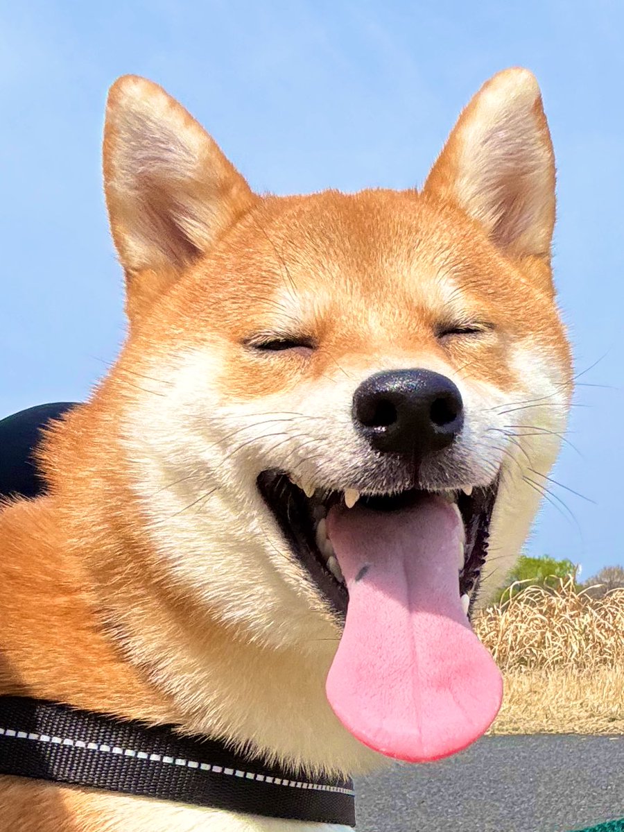 びわのすけ tweet media