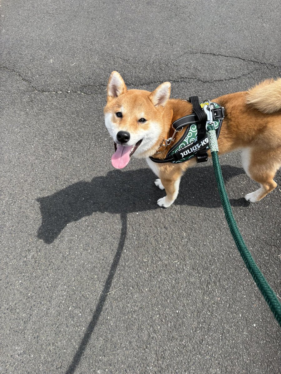 びわのすけ tweet media