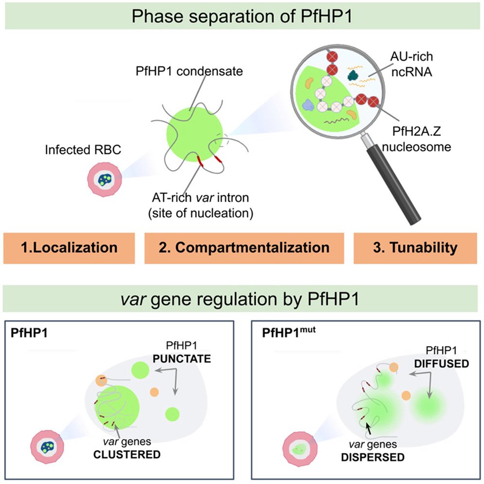 SamratLabMohali's tweet photo. In a collaborative study led by @Krishanpal_K published in @CellReports, we show that phase separation of Plasmodium falciparum Heterochromatin Protein 1 is essential for heterochromatin formation and malaria virulence gene control. Congrats to the team!!
https://t.co/08c5deW04i https://t.co/4PWiMo6Uva