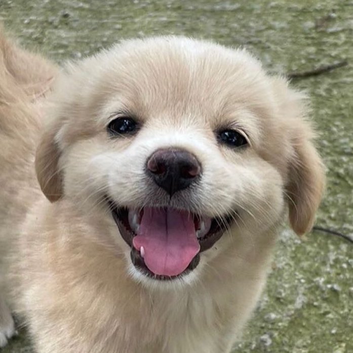 이소희 강아지 tweet media