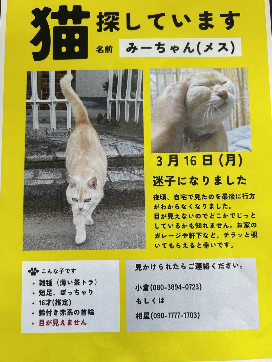 迷子になった猫ちゃん探しています。この子は目が見えません。ミーちゃん16歳女の子です。総社市井手579-6自宅付近で3月19日行方不明に。見かけた方は是非、私のDMへご連絡ください。拡散ご協力お願いします。