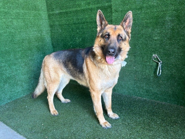 LancasterAnimalShelt tweet media