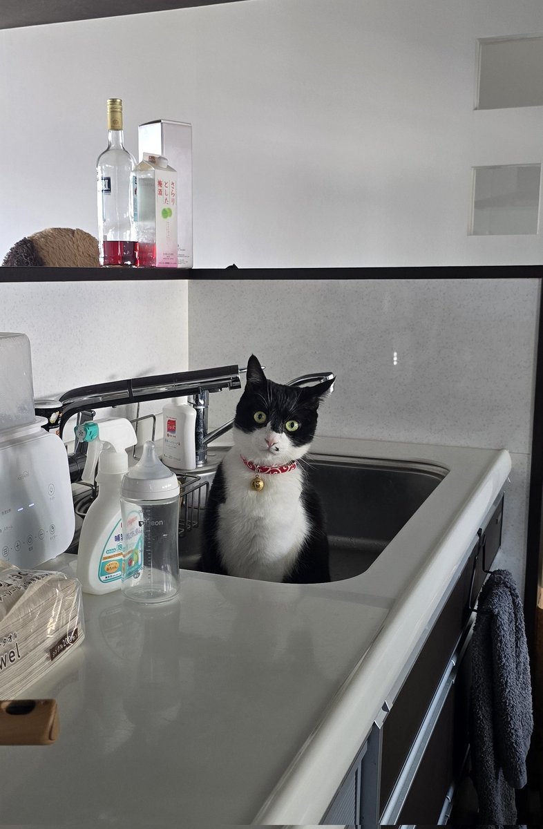 tantan_sing's tweet photo. シンクの中が好き
 #猫   #猫の日常 https://t.co/VdiIXjAVd0