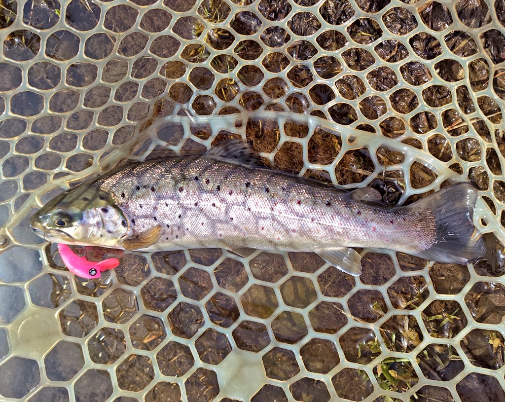 ゆかり🎣🎀 tweet media