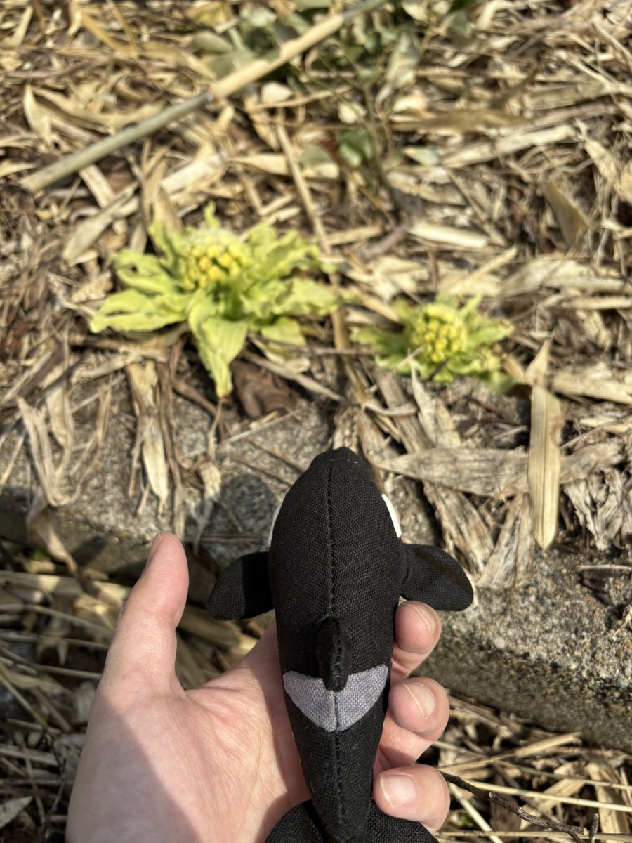 かねざわるつ tweet media