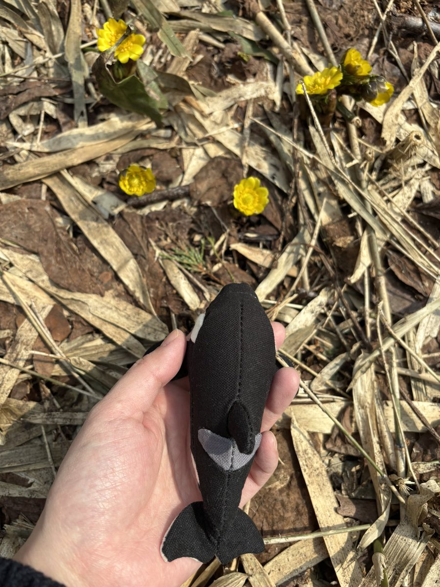 かねざわるつ tweet media