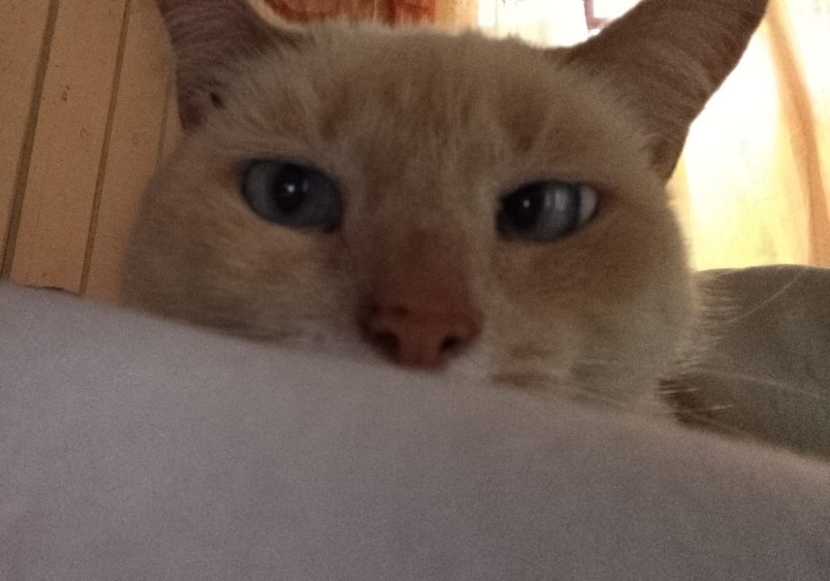 ୭ liv jurídico ak!bagi & ak!yas tweet media