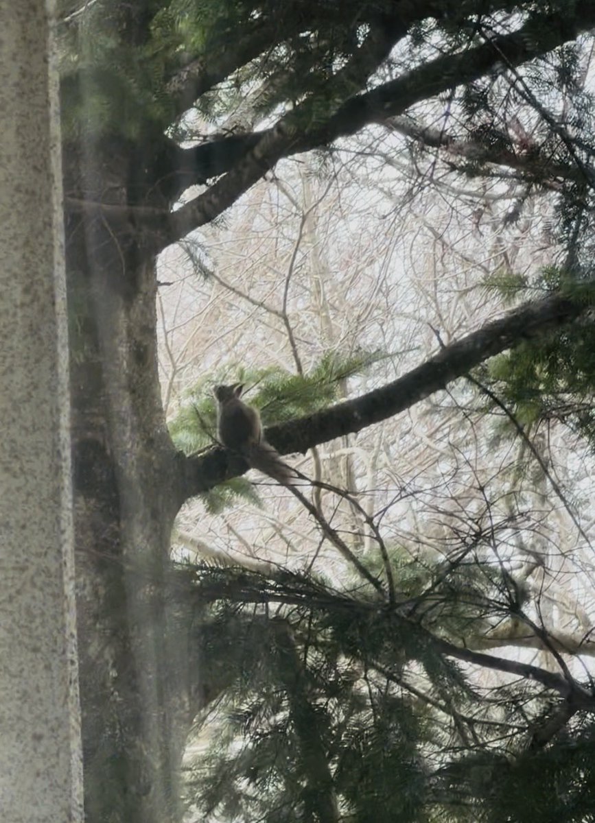 🐿️🐿️💨
2匹で駆け回っていた
