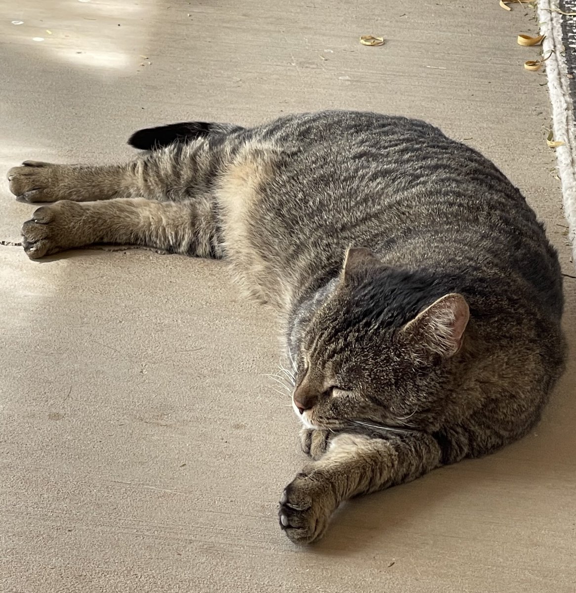 Jennifer 🟥🔴🧙♀️🦉🐈⬛ 🦖 tweet media