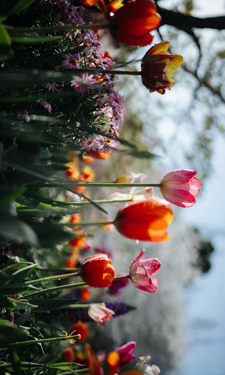 echoesyolo's tweet image. 交换春天🌸
#交换春天 #ourspring #colorwalk