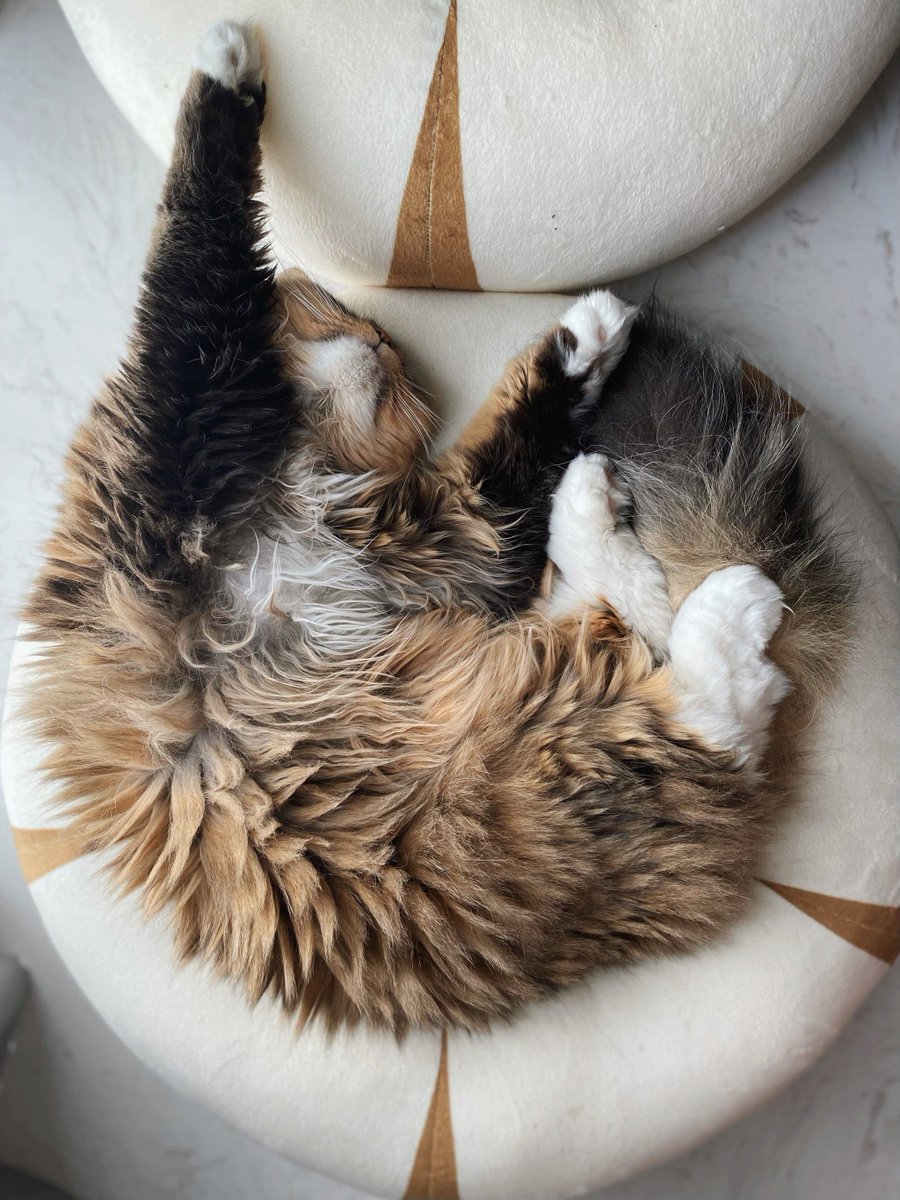 SandeepDemlapur's tweet photo. 「从巴掌大的小奶猫，到霸占键盘的“粘人精”——原来成长就是，它用每一次蹭蹭告诉你：“我超爱你呀”」 https://t.co/chK5GLDK74