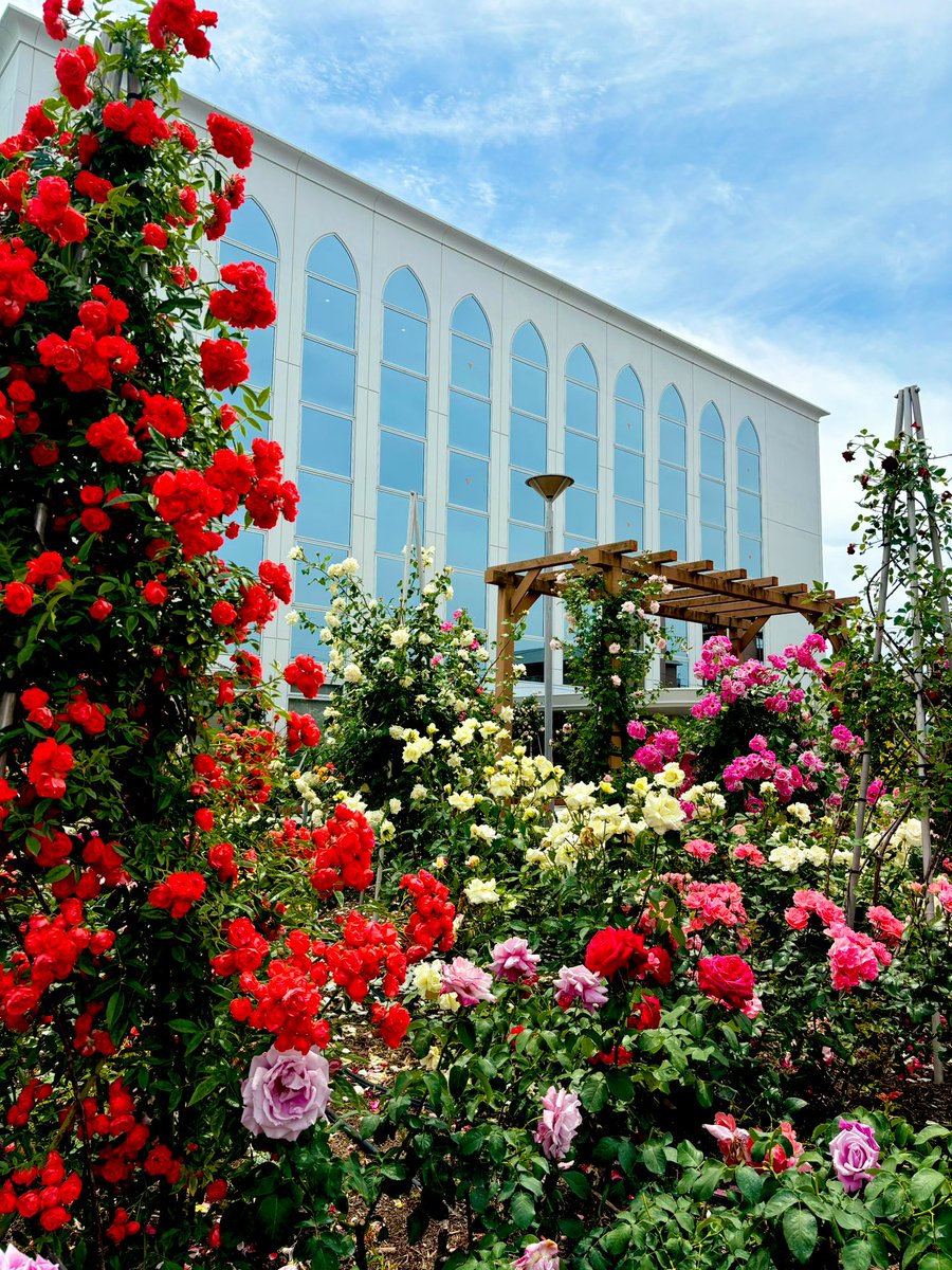 スタジオ ルシエル tweet media