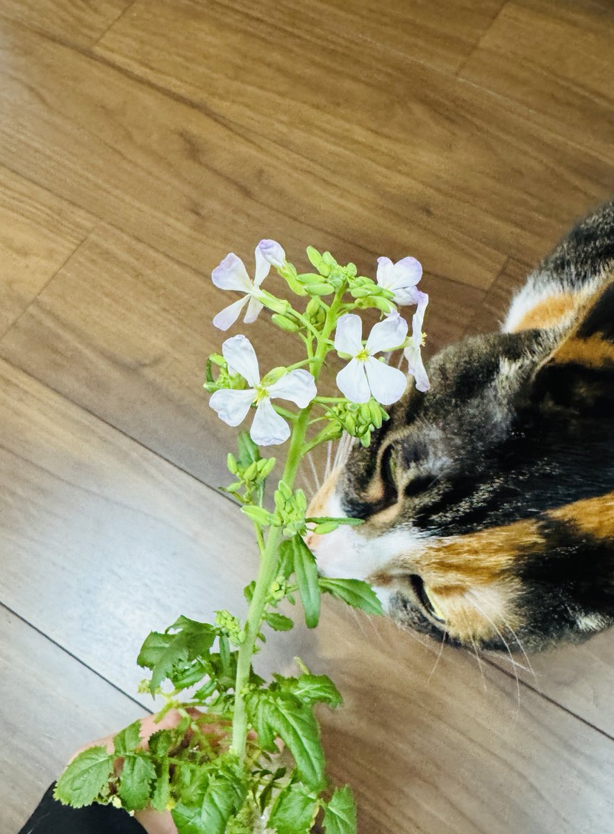 氷凪◆10/31発売🌟夜明けを焦がす星々② tweet media