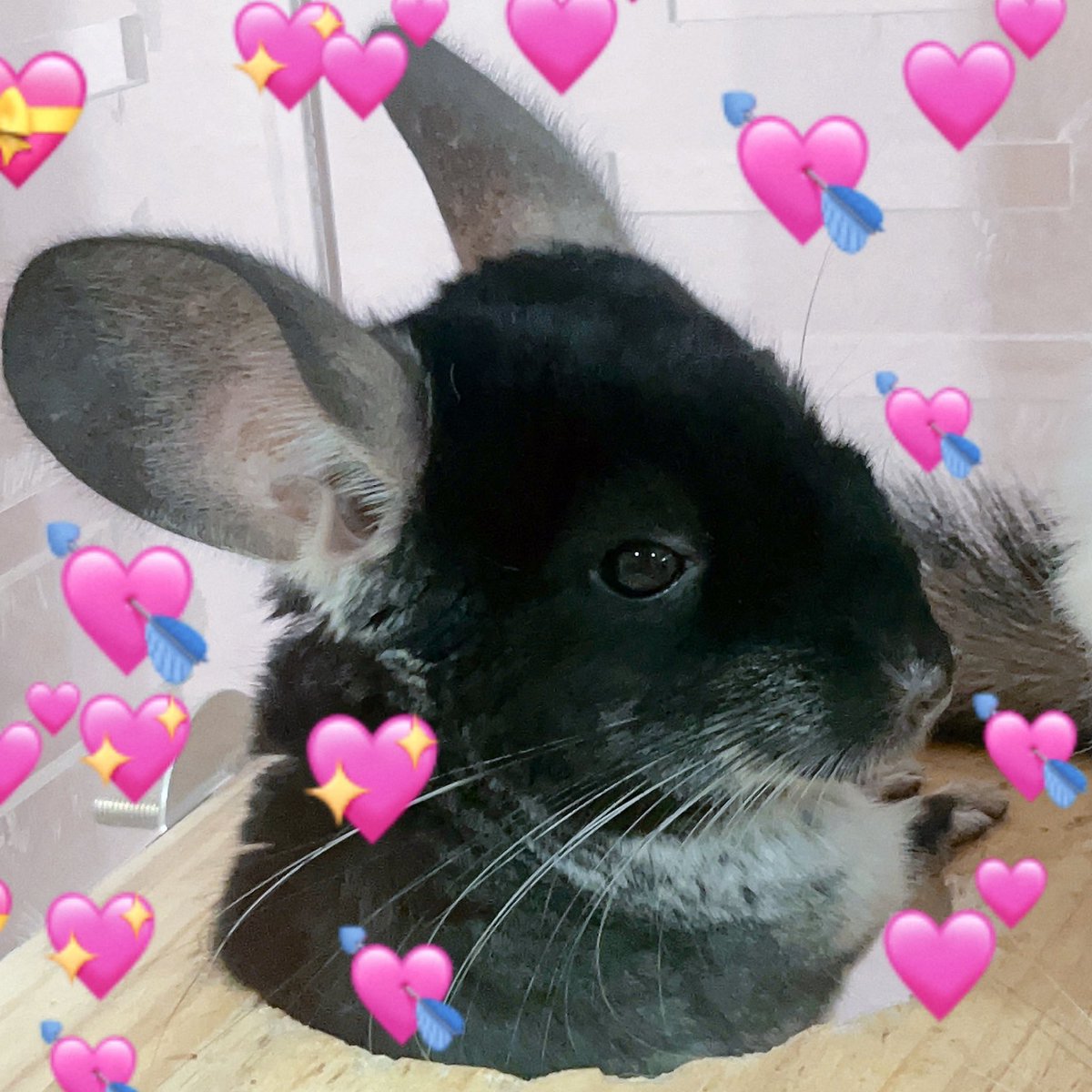 HØRI 07 🎸 ⌜VZ⌟ tweet media