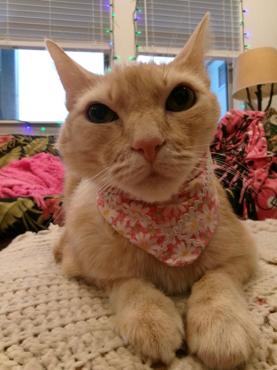 Travis Ford tweet media