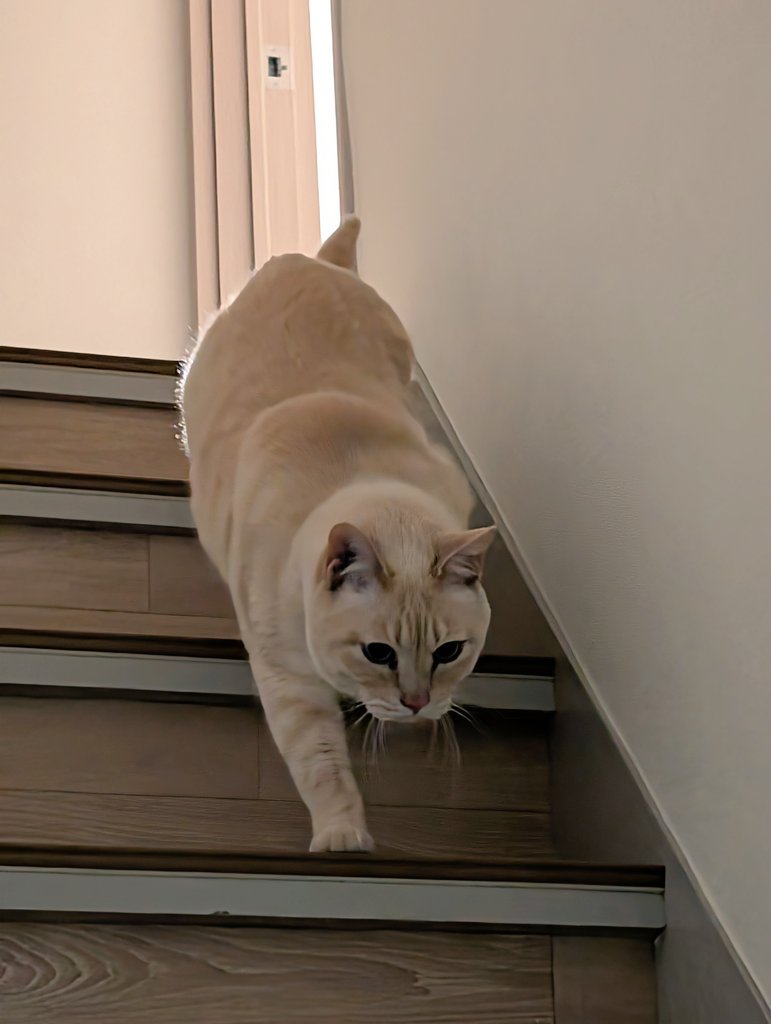 ぐらむし＠🦐 tweet media