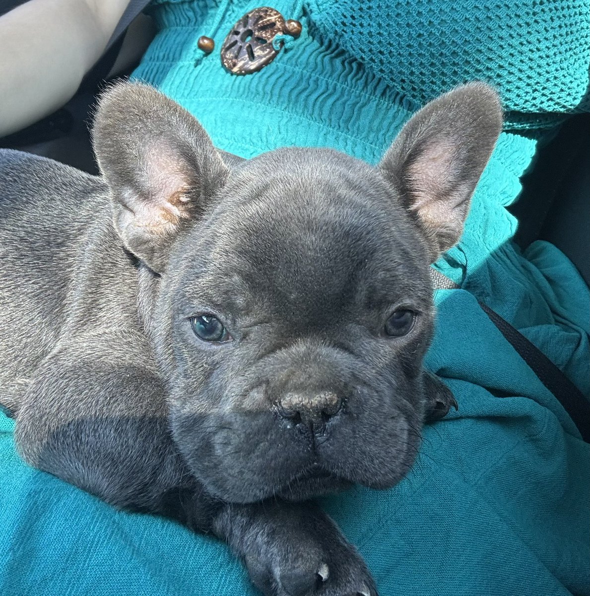 Carlitoes tweet media