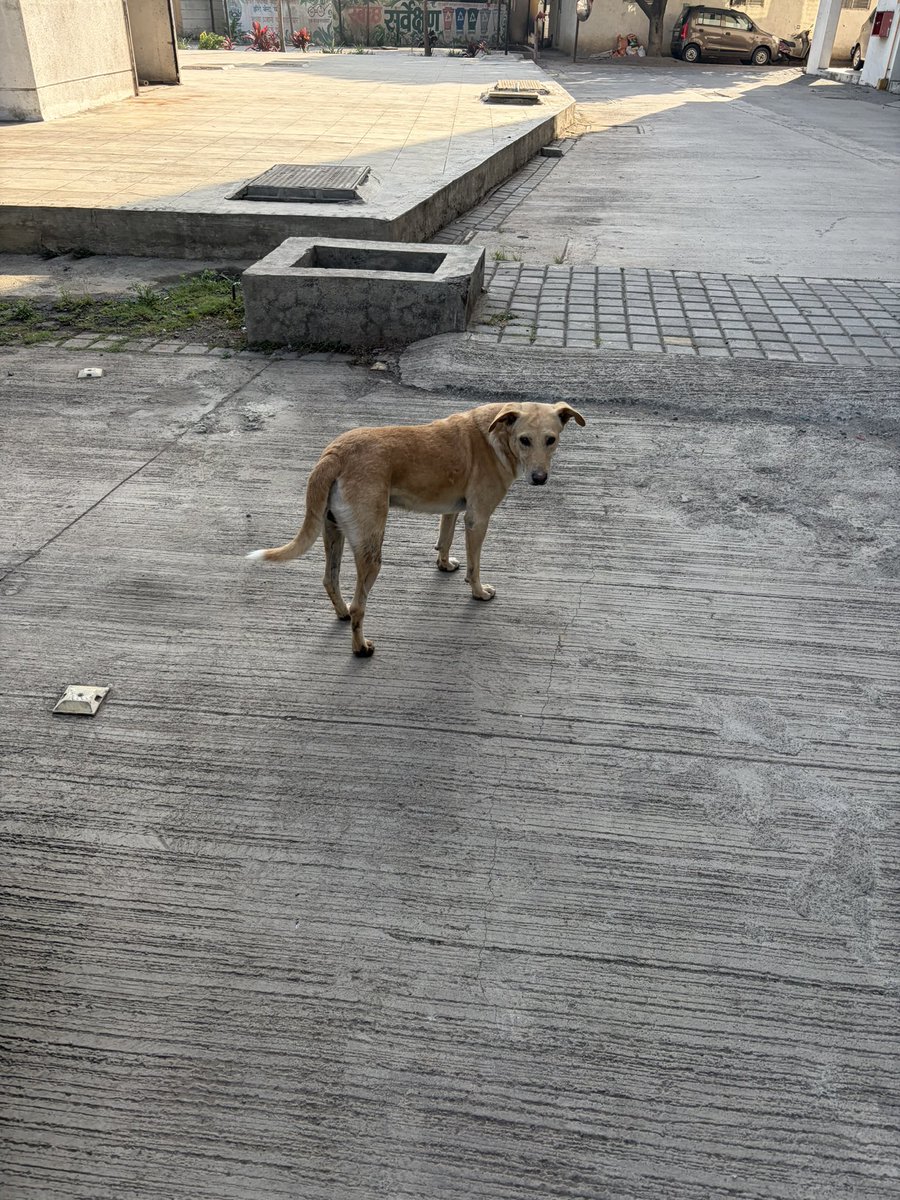 back_punch's tweet photo. @pcmccomm @PCMCSarathi 4 dig catchers came in our society in Chikhali and despite telling them the exact location of the non neutered dogs they were all walking together caring less. Great utilisation of tax payers money!! https://t.co/DZZiKfmjgA