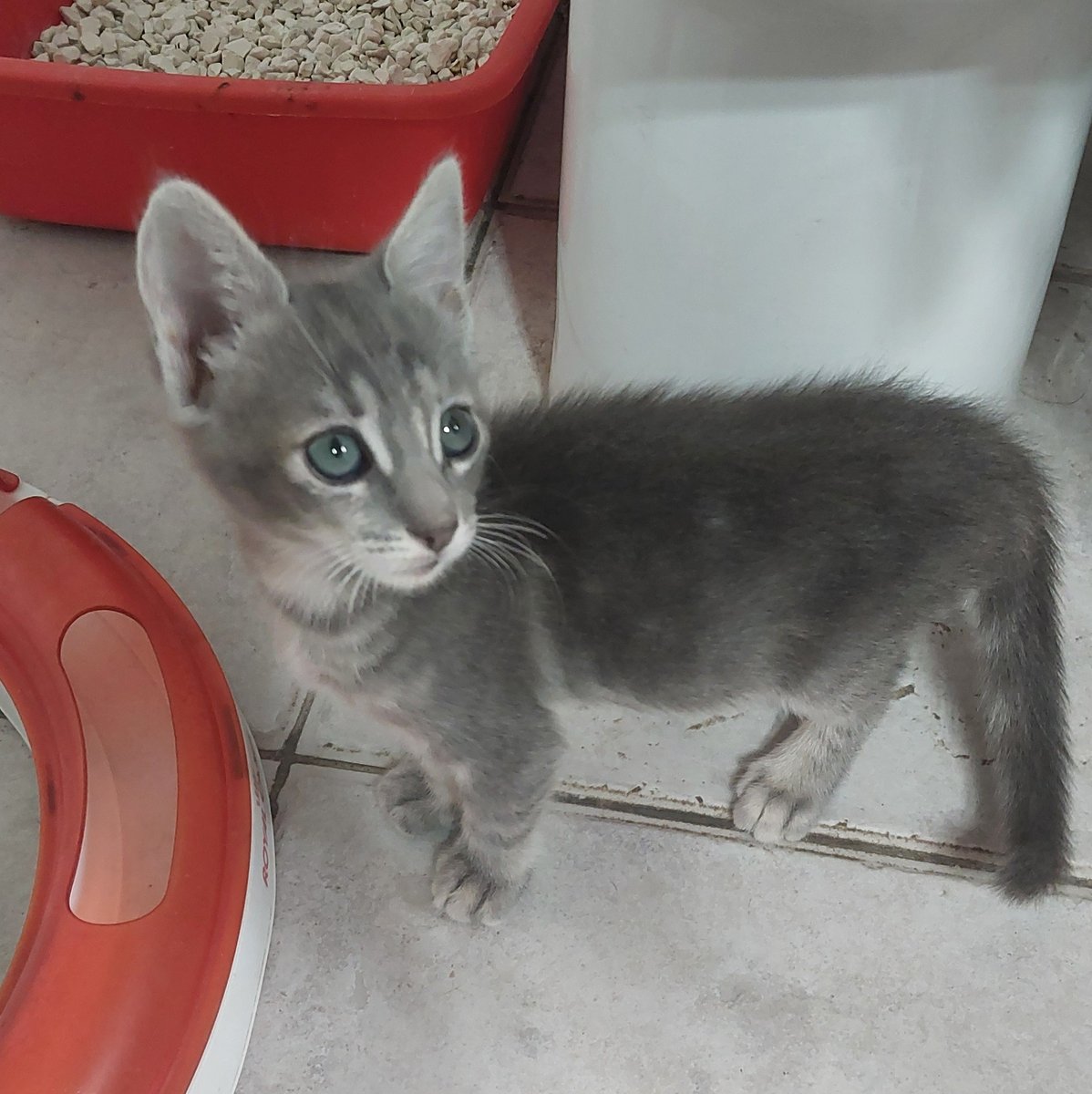 Fundación De Gatitos tweet media