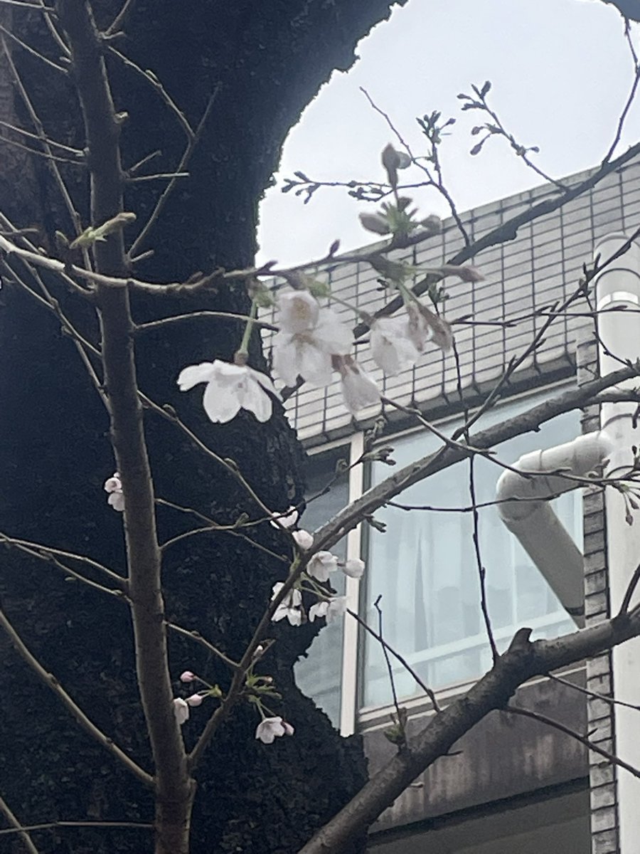 take_teko's tweet photo. お花見🌸 https://t.co/S6yHSfcTRZ