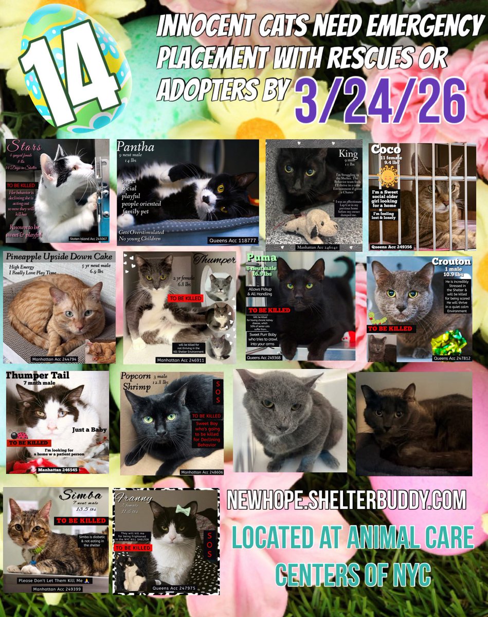 ngremmy's tweet photo. 🆘Please REPOST-adopt-foster🆘

14 innocent lives are on the “emergency placement” list at NYC AC&amp;C and needs out of the shelter by 12 NOON 3/24!

#TeamKittySOS

https://t.co/xMTmb9YZ8H https://t.co/ZSIxEed3fP