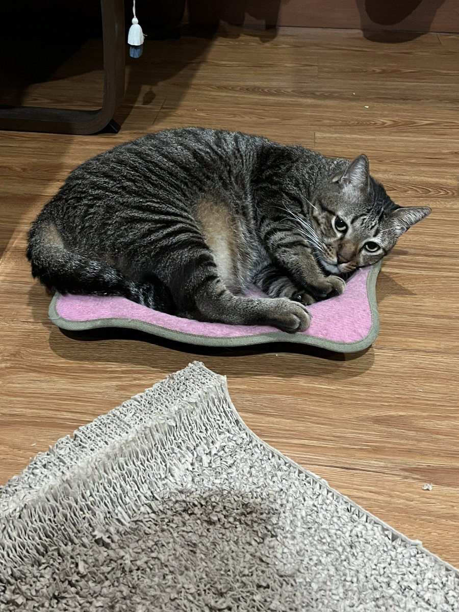 Michelle Sherrina tweet media