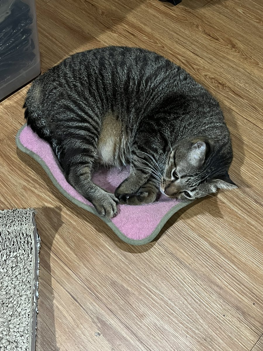 Michelle Sherrina tweet media